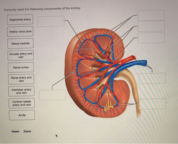 Anatomy quizlet kidney nephron model final live weebly disease juxtamedullary