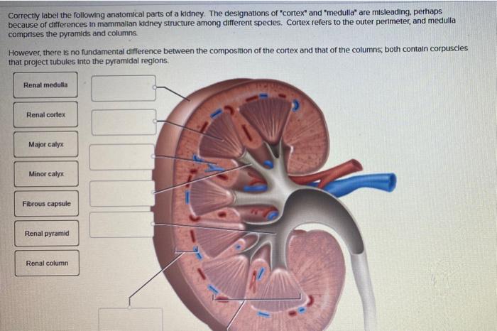 Correctly label the following anatomical parts of a kidney.