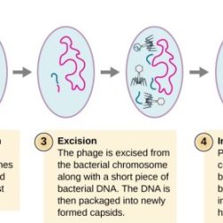 Hiv cycle replication representation schematic infection reproduced rna particle cd4 reverse membrane transcription