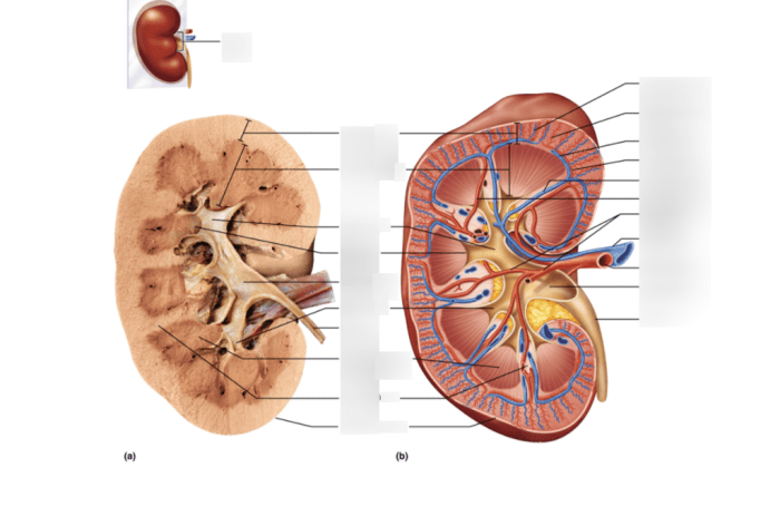 Label parts following correctly bone long anatomical solved chegg cartilage articular marrow red cavity answer problem been has diaphysis compact