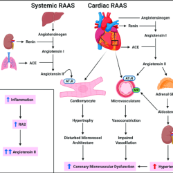 Renin aldosterone angiotensin system ace inhibitors renal medbullets step enzyme normal lisinopril overview