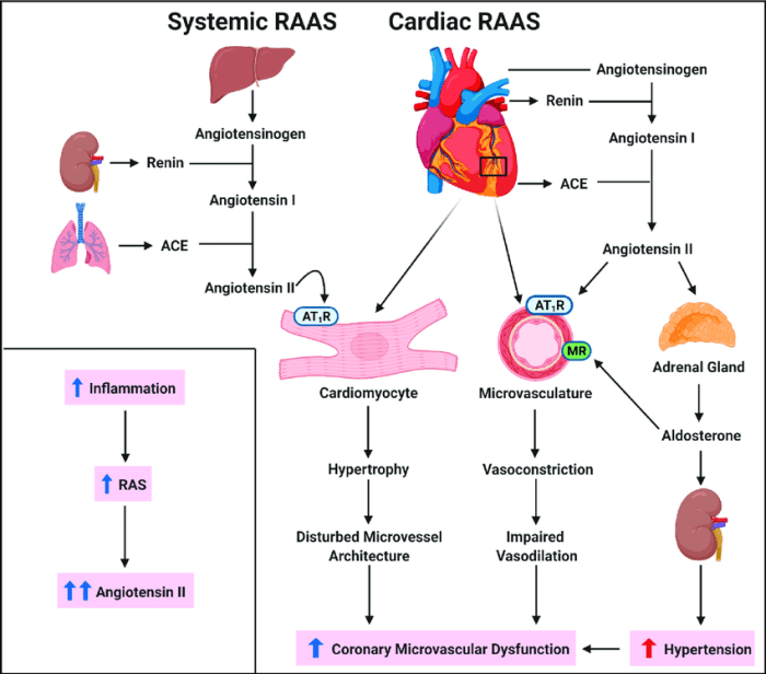 Renin aldosterone angiotensin system ace inhibitors renal medbullets step enzyme normal lisinopril overview