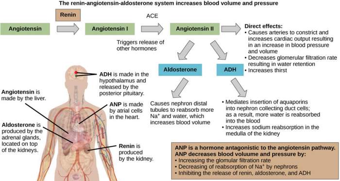 How does progressive nephron injury affect angiotensin ii activity