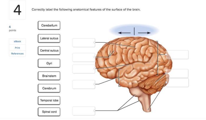 Anatomical correctly label features following semicircular canals cupula solved