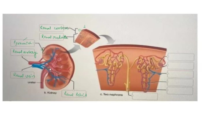 Otolith semicircular canals organs sensors levine