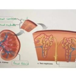 Correctly label the following anatomical parts of a kidney.