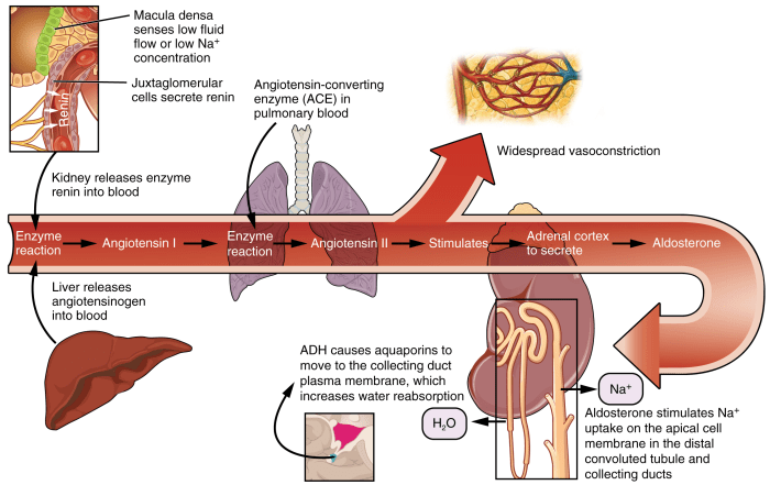 How does progressive nephron injury affect angiotensin ii activity